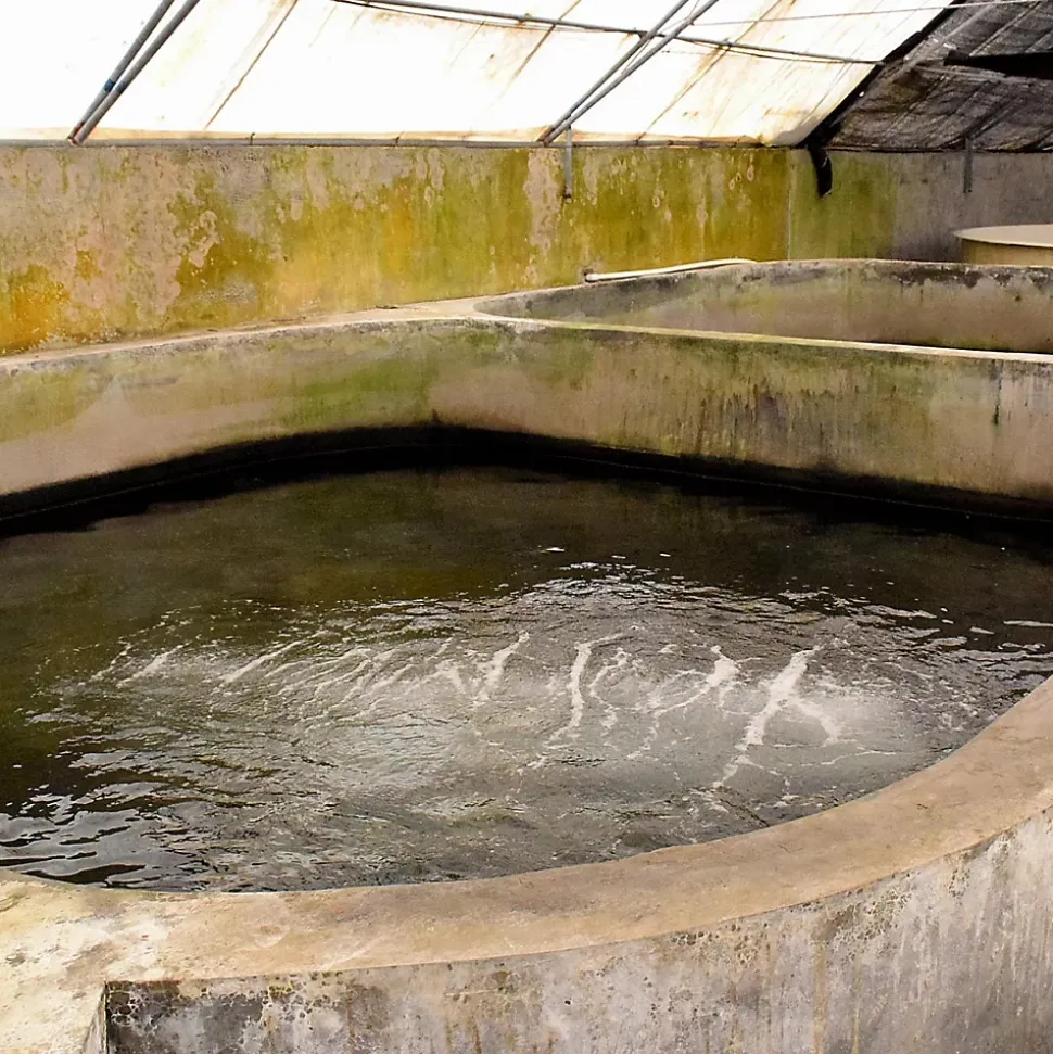 Enduit d'étanchéité Piscine Cuve Hors Sol - ARCACIM S2 AQUA. Gris Marron Proche - RAL 7013 - 4 kg - ARCANE INDUSTRIES